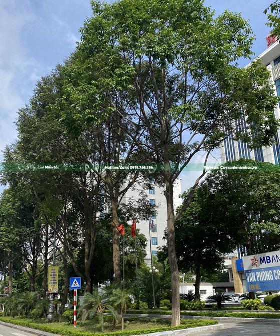 cây sao đen giá tốt